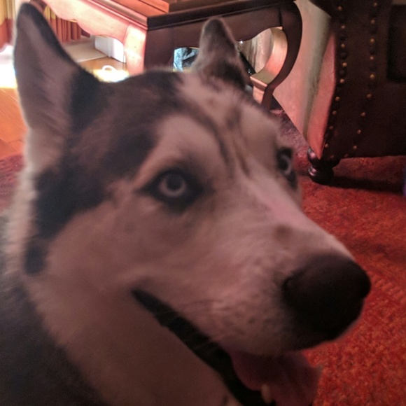 Meet your Posher, Jesse - Picture 1 of 1